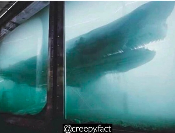 17. В заброшенном парке дикой природы в Австралии в одном из резервуаров была оставлена мертвая акула