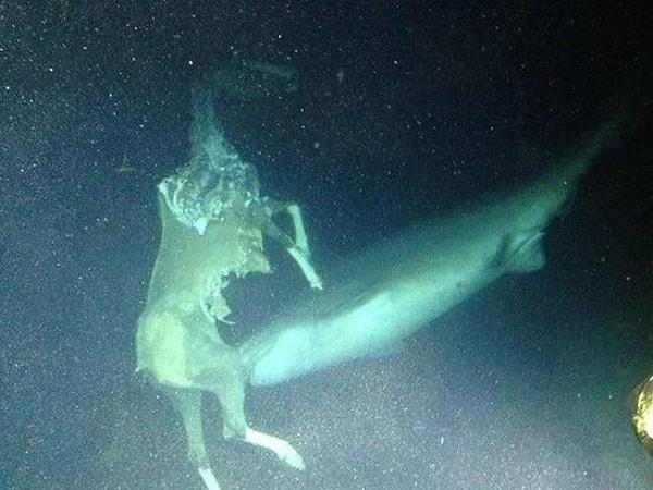 6. Denizin derinliklerine düşen bir atın cesedini yiyen köpekbalığı;