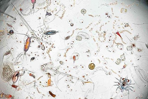 17. Tek bir damla deniz suyunun 25 kez yakınlaştırılmış bu mikroskobik görüntüsü umuyoruz ki yaz tatiline giderken aklınıza gelmez. 😅