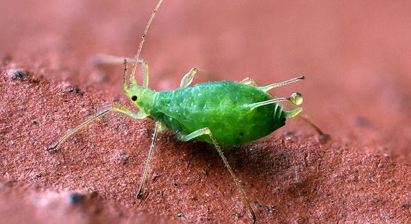 9. Если когда-то заметите это существо, тут же от него избавьтесь! Кстати, а кто это?