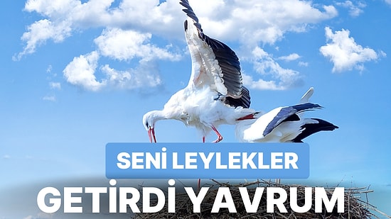 "Seni Leylekler Getirdi Yavrum" Hikayesinin Nereden Çıktığını Biliyor muydunuz?