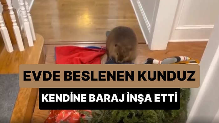 Evde Beslenen Kunduzun Mühendislik Yeteneğini Kullanarak İçgüdüsel Olarak Baraj İnşa Ettiği Anlar