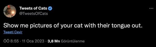 Twitter'dan bir kullanıcı "Bana kedinizin dilini çıkarmış resimlerini gösterin." isteğinde bulundu.