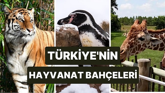 Türkiye'nin Hayvanat Bahçeleri: Türkiye'nin En Büyük Hayvanat Bahçesi Nerededir?