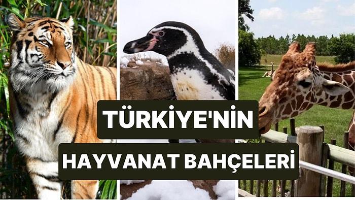 Türkiye'nin Hayvanat Bahçeleri: Türkiye'nin En Büyük Hayvanat Bahçesi Nerededir?