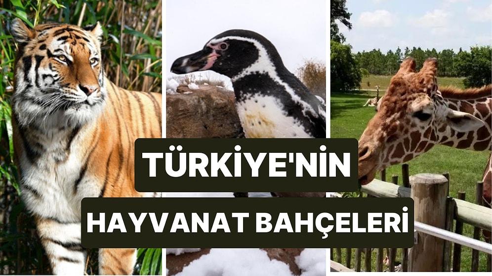 Türkiye'nin Hayvanat Bahçeleri: Türkiye'nin En Büyük Hayvanat Bahçesi Nerededir?