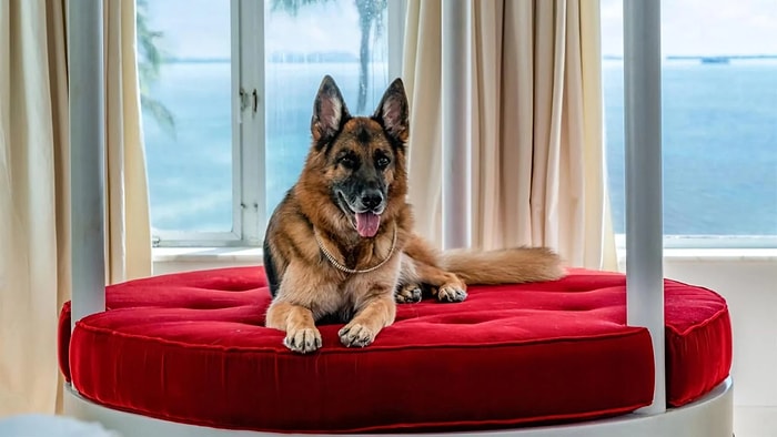 The Docuseries ‘Gunther’s Millions’ Explores Disturbing Tale of German Shepherd Heir and An Italian Mafia