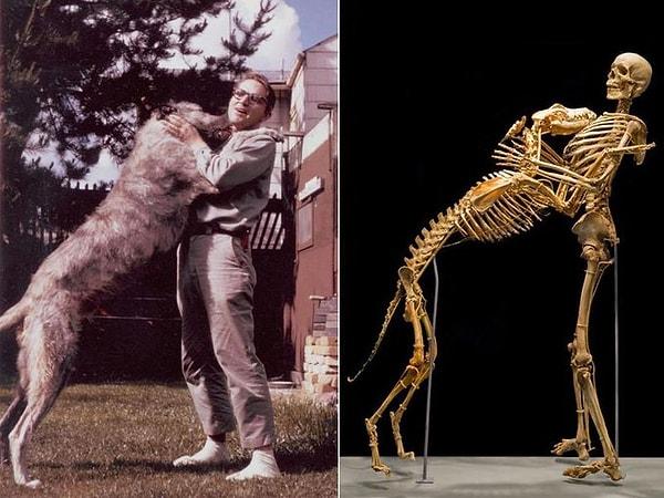 11. Antropolog Grover Krantz, köpeğinin kendisine yakın durması şartıyla vücudunu bilime bağışladı, ikisinin yaşarken ve sergilenen zamanlardaki halleri👇