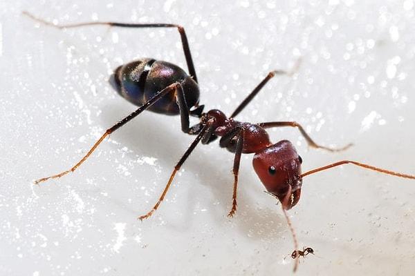 16. İki farklı karınca türünün boyut farkını gözler önüne seren o fotoğraf👇