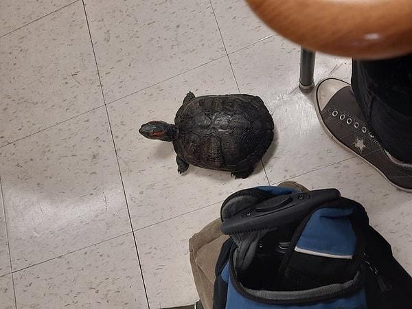 13. 'Arkadaşımın sınıfa getirdiği evcil kaplumbağası.'