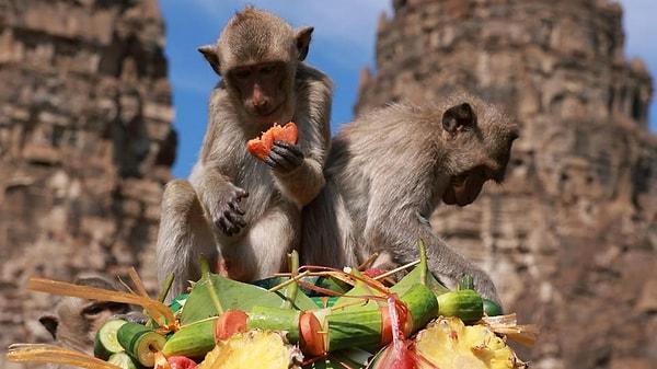 12. “Tayland’da insanlar maymun kıyafetleri giyerek maymunlara muz dağıttıkları bir seremoni düzenliyorlar. Geniş masalara maymunların tüketmesi için çeşit çeşit meyve ve sebze diziyorlar.”
