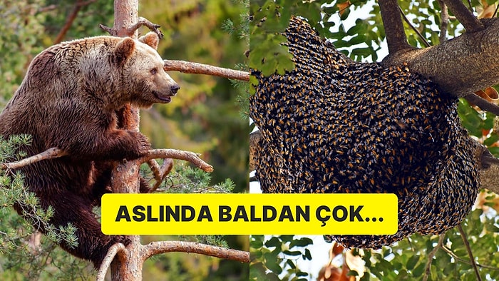 Bal İçin Yapamayacakları Şey Olmayan Ayılar, Gerçekten Balı Bu Kadar Seviyorlar mı?