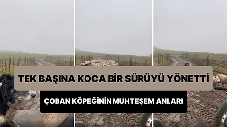 Koyun Sürüsünü Tek Başına Yönlendirip Çiftliğe Yerleştiren Çoban Köpeğin Muhteşem Anları