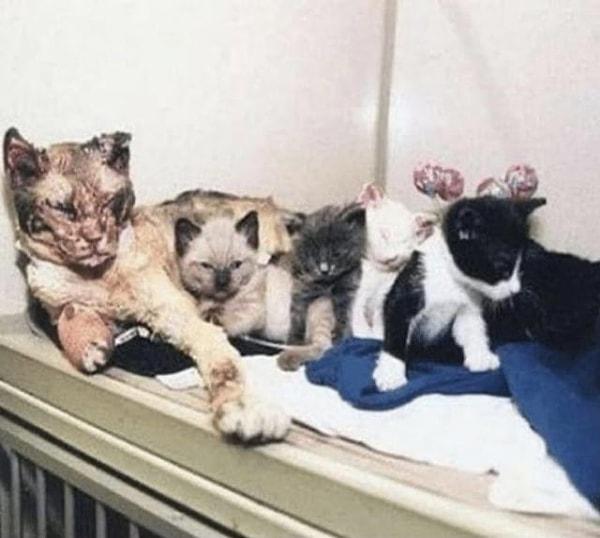 10. Yavrularını yangından kurtaran bir kedi: