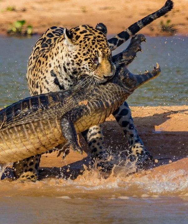 14. Timsah avlayan ürkütücü bir jaguar: