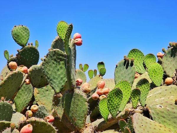 Arizona Botanik Parkı görevlisi Kimberlie McCue, kaktüslerin dikenli yapıları için şunları söyledi: "Bitkileri yiyen otçulları caydırmak için geliştirilmiş bir savunma mekanizması olabilir. Aynı zamanda, dikenler gövde için gölge yaratır."