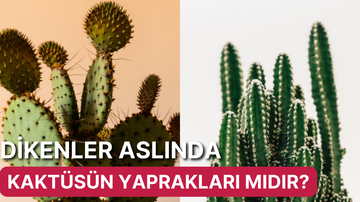 Kaktsler Neden Dikenlidir? - Onedio