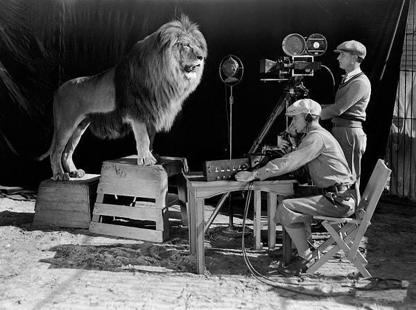 10. Dünyanın en ünlü aslanı: Metro Goldwyn Mayer (MGM) adlı film şirketinin simgesi olan aslanın kükreyişinin çekimlerinden.