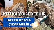 "Şöyle Bir Kaç Ay Uyusam Kendime Gelirim" Diyenlere: İsterse İnsanların da Kış Uykusuna Yatabileceği Açıklandı