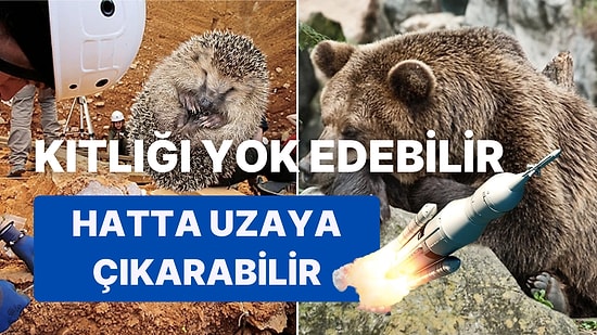 "Şöyle Bir Kaç Ay Uyusam Kendime Gelirim" Diyenlere: İsterse İnsanların da Kış Uykusuna Yatabileceği Açıklandı