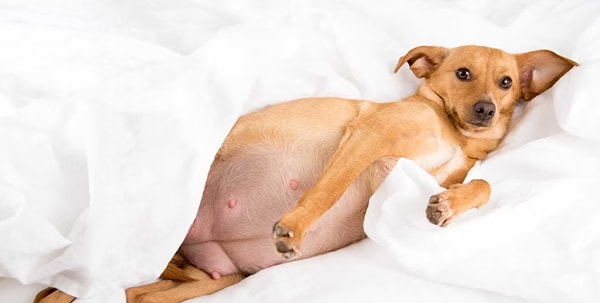 15. «Беременным нельзя контактировать с собаками»: ПРАВДА или ЛОЖЬ