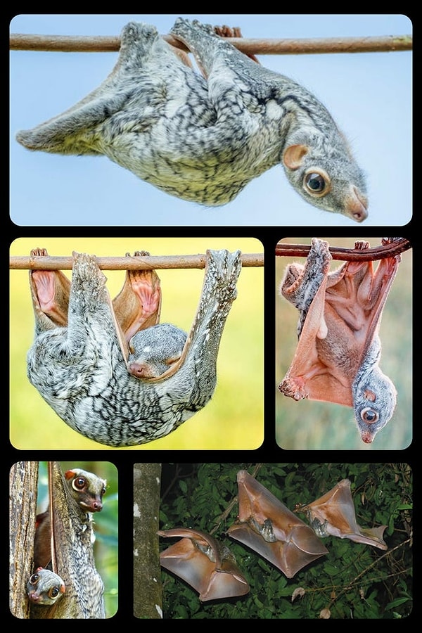 4. "Uçan Lemur" olarak da bilinen Colugo 👇