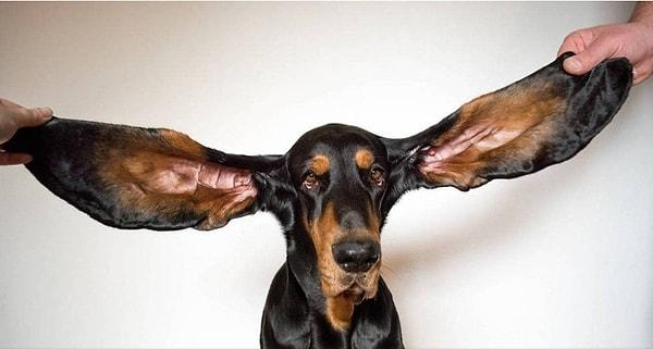 5. 2022 yılında yaşayan en uzun kulaklı köpek olarak rekor kıran Lou'nun kulakları kaç cm'dir?