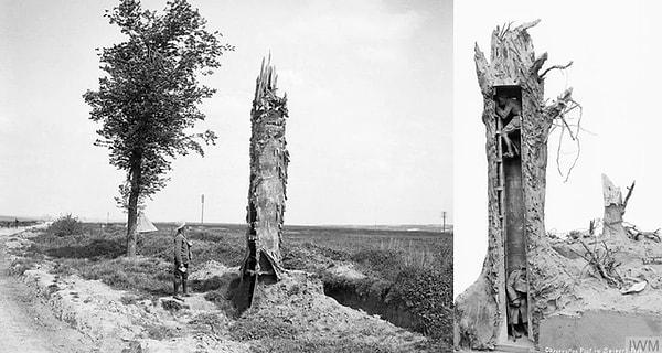 16. Birinci Dünya Savaşı sırasında düşman hareketlerini izlemek için oyulmuş gözlem ağacı 👇