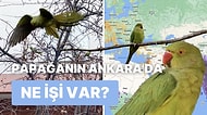 Ankara Sokaklarında Gezinirken Karşınıza Çıkabilecek Egzotik Görünümlü Yeşil Kuşların Hikayesi