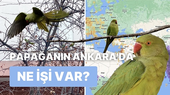 Ankara Sokaklarında Gezinirken Karşınıza Çıkabilecek Egzotik Görünümlü Yeşil Kuşların Hikayesi