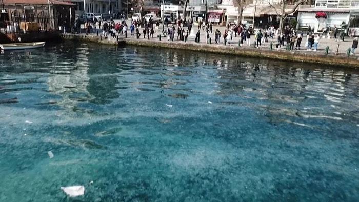 İstanbul Boğazı’nda Denizanası İstilası: Kirlilik Ana Sebebi