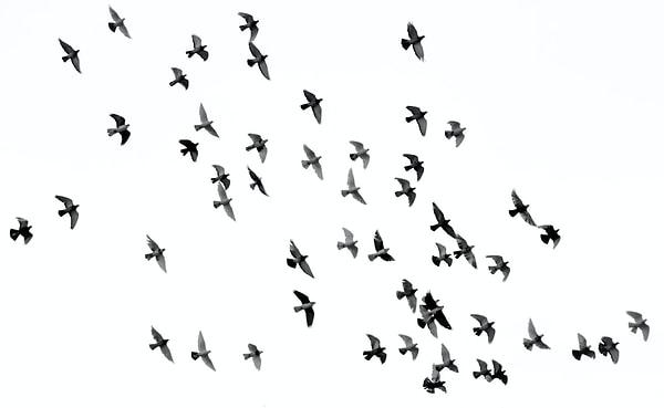 Teorinin sitesine göre belli başlı bölümleri yöneten ve kendi alanlarında örgütlenen Kuş Tugayı olarak bilinen bir aktivizm ağı bulunuyor.