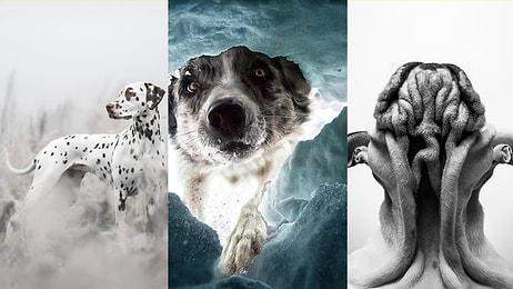 2022 Köpek Fotoğrafı Yarışması Kazananları Gözlerinizden Kalpler Fışkırtacak!