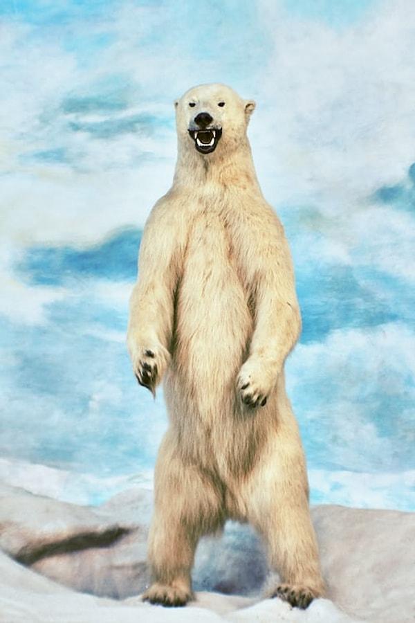 Kafatasının kırılma sesi eşliğinde gördüğü beyaz kürk sayesinde Matthew, dünyanın en güçlü ve ölümcül yırtıcılarından birinin pençesinde olduğunu fark ediyor: Kuzey Amerika kutup ayısı.