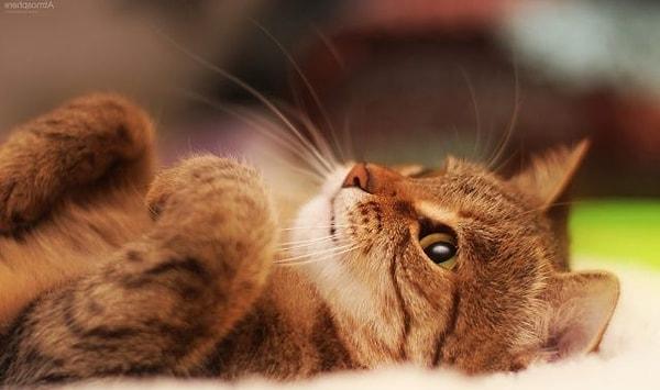 Kedilerin hızlı nefes almasının nedeni, organ sorunları, kırmızı kan hücresi değişiklikleri veya kalp ve akciğer sorunları olabilir.