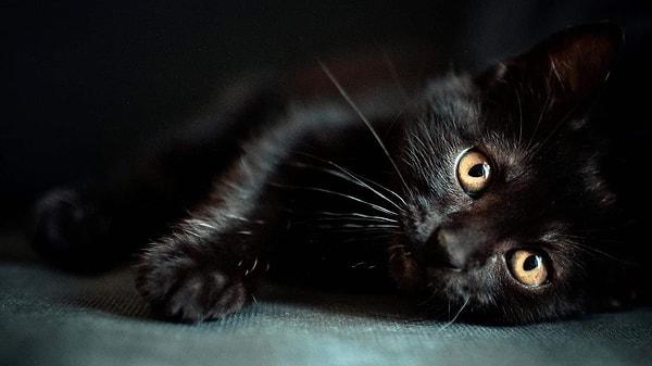 Falda Kara (Siyah) Kedi Görmek