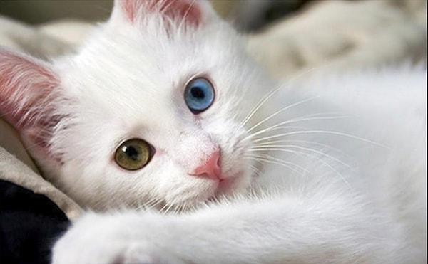 Falda Beyaz Kedi Görmek