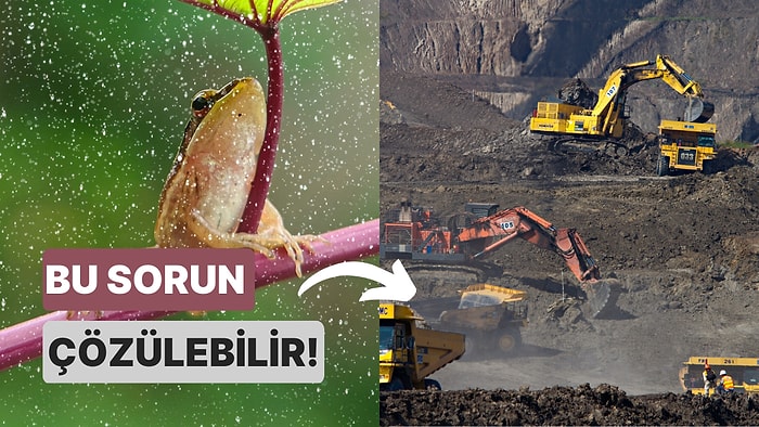 Biyoçeşitliliği Tehdit Eden Dünyanın En Büyük Sorunu Nedir?