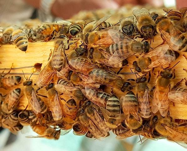 4. Bal arıları, polen toplama işi zor ve karmaşık olduğu için bu göreve genelde en yaşlı ve en deneyimli arıları gönderiyorlar.