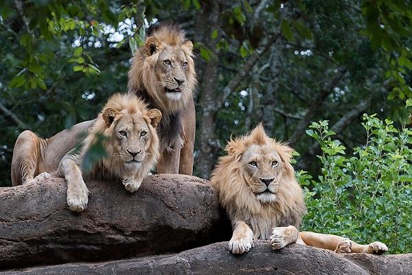 7. Aşırı güçlü olan erkek aslanlar büyüyünce onlara rakip olmasınlar diye yavrularını öldürüyorlar.