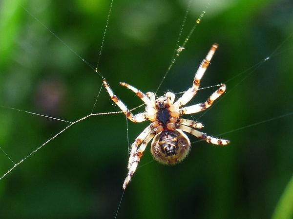 13. Zehirli örümcekler avlarına enjekte ettikleri zehirle iç organlarını eritip onları adeta 'içerek' tüketiyorlar. 😱