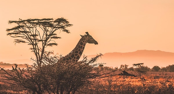 6. Выберите идеальную страну, чтобы съездить в Африку: