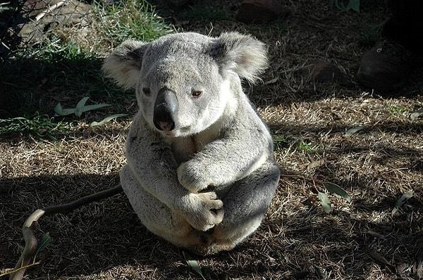 17. Avustralya'da yaşayan koalaların neredeyse tamamı cinsel yolla bulaşan bir hastalık olan 'klamidya' virüsünü taşıyor.