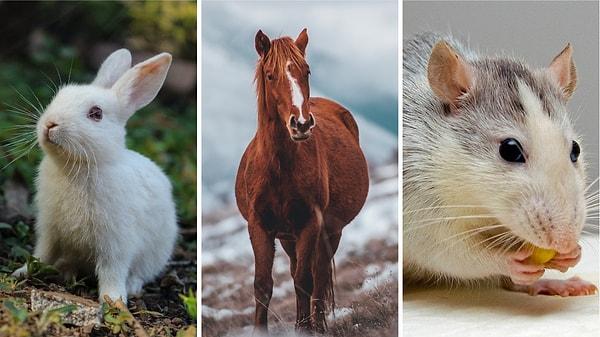 18. Tavşanlar, atlar ve farelerin kusma reflekslerinin olmadığını biliyor muydunuz?