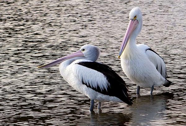 19. Pelikanlar başka kuş türlerinin yuvalarını gezip yavrularını alıyor ve yiyorlar. Güçlü oldukları için anne kuşlar buna karşı koyamıyor...