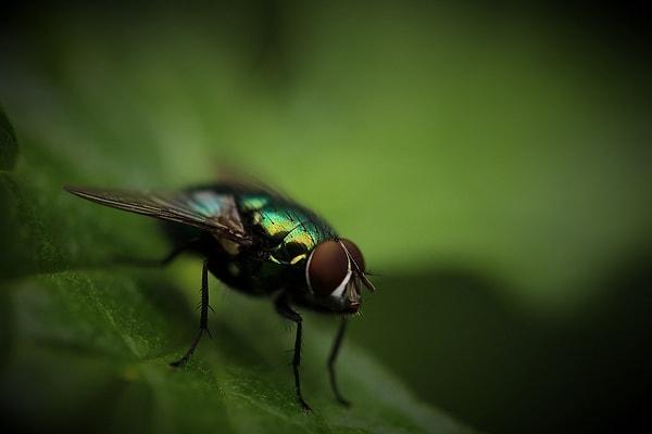 20. Kara sinekler sık sık kendi kafalarını koparıyorlar ve bedenleri açlıktan ölene dek yaşamaya devam ediyor!