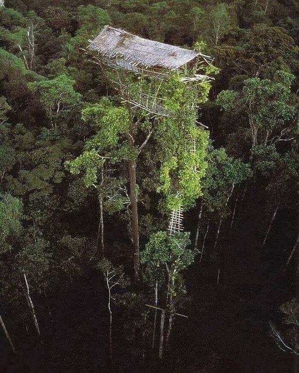 1. Papua Yeni Gine'de terk edilmiş ağaç ev👇