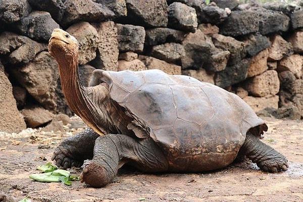 11. Üreme esaretinde 40 yıl geçirip 800'den fazla yavru üreten, böylelikle türlerini yok olmaktan kurtardıktan sonra Galapagos Adaları'ndaki evine dönen Diego adlı kaplumbağa👇