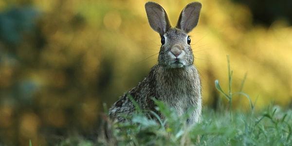 Falda tavşan kafası görmek ne anlama gelir?
