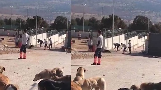 Konya'daki Köpek Katliamı Davasında 1 Yıl 3'er Ay Hapis Cezası